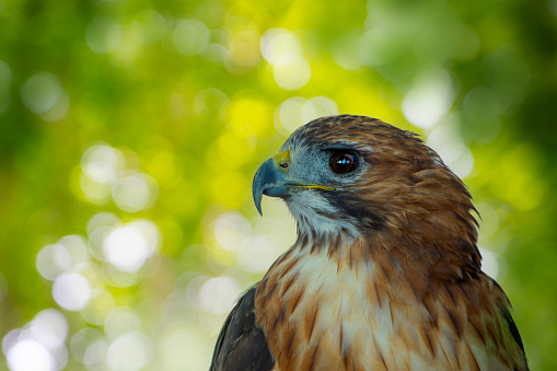 Taxon name: Australian Peregrine Falcon\nTaxon scientific name: Falco peregrinus macropus\nLocation: Sydney, New South Wales, Australia