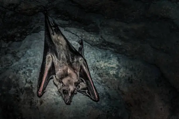 bat in a cave hanging upside down with its wings folded by its legs
