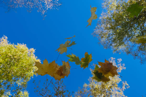 istock multicolored leaves falling from trees against the background of a bottomless blue sky in golden autumn 1431901217