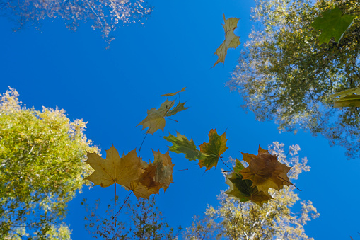 multicolored leaves falling from trees against the background of a bottomless blue sky in golden autumn