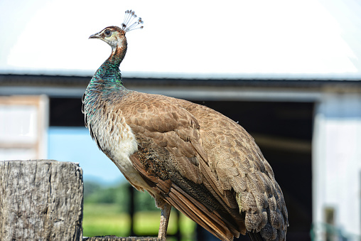 Peacock on the farm.