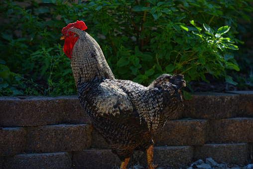 American breed of domestic chicken.