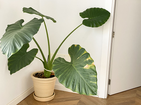 Pot with indoor plant with large leaves in a corner of the house ( giant elephant ear)