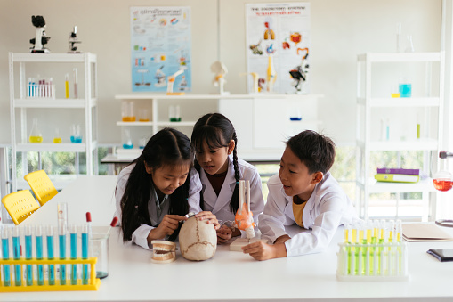 Young learners examining a fake human skull in their science class