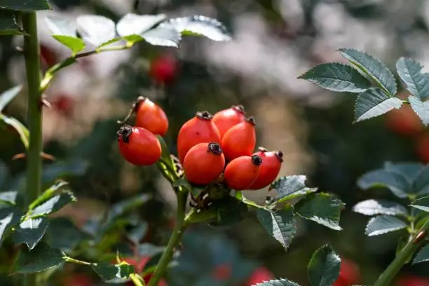 A portrait of multiple rosehip berries on a branch of a wild rose bush. The rose hip is also called rose hep or haw and can be used to make a nice cup of healthy tea.