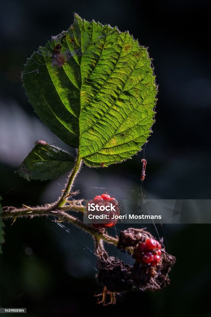A portrait of a black berry which is still red and thus not ripe yet. Next to the berry there are some more wild berries hanging from the bush and to the left there is a big green leaf in sunlight. Beauty Stock Photo