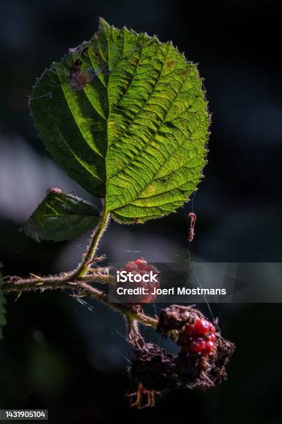 A Portrait Of A Black Berry Which Is Still Red And Thus Not Ripe Yet Next To The Berry There Are Some More Wild Berries Hanging From The Bush And To The Left There Is A Big Green Leaf In Sunlight Stock Photo - Download Image Now