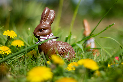 A portrait of chocolate easter bunnies in the grass, set out for the kids to find on the easter holiday.