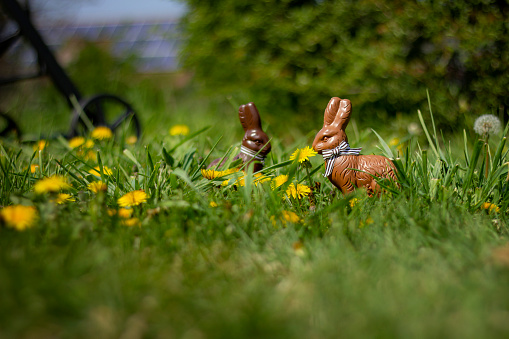 two chocolate easter bunnies in the grass and between dandelions in the garden,  ready for the kids who are coming for the easter egg hunt.
