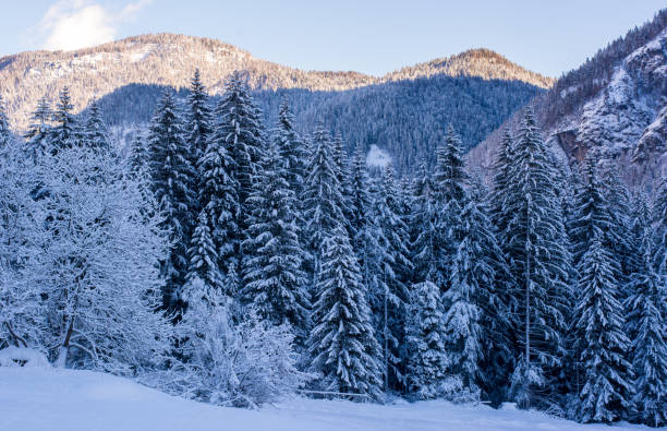 차갑고 눈 덮인 산의 숲 - tirol winter nature landscape 뉴스 사진 이미지