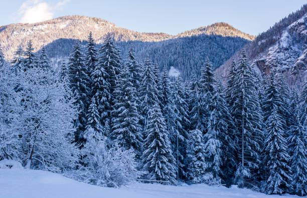 the forests on the cold, snow-covered mountains winter chatellerault photos stock pictures, royalty-free photos & images