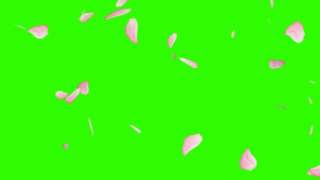 Flying pink petals on a chromakey. spring animation on a green background