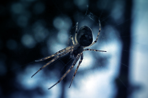 Cellar spider isolated
