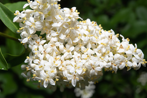 Clusters of creamy white flowers with narrow oval petals and yellow fluffy stamens set against dark green foliage.