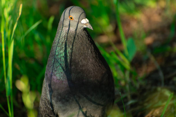 istock A gray dove with brilliant plumage is looking for seeds 1431909173