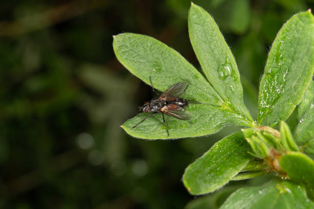 istock A fly with transparent wings sits on a green leaf 1431909719