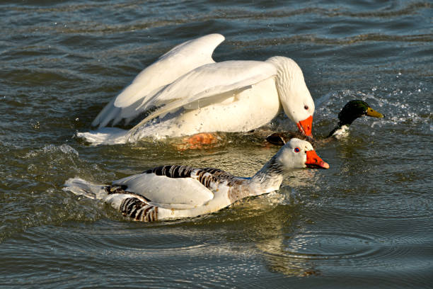 istock Goose, swan and duck on water 1431910669