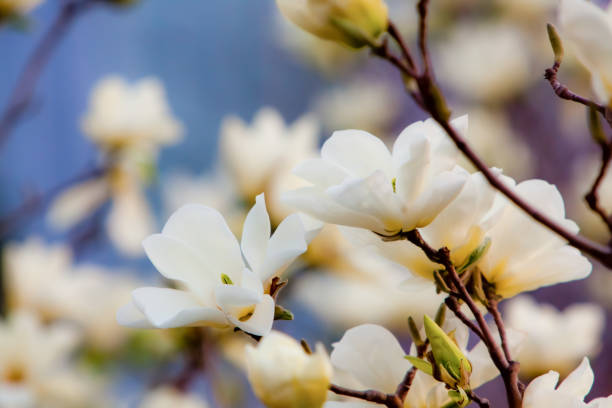 flor de magnolia - magnolia white blossom flower fotografías e imágenes de stock