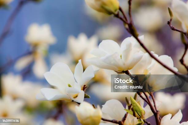 Magnolia Blossom Stock Photo - Download Image Now - Magnolia, Blossom, Beauty