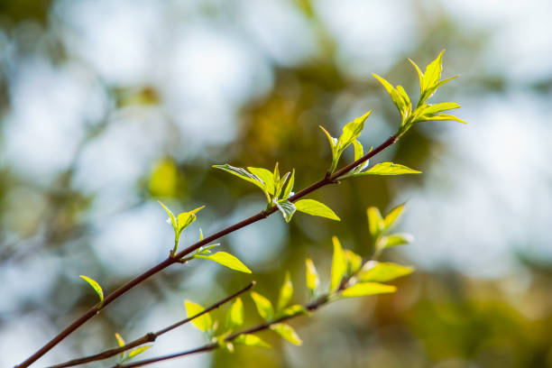 hojas jóvenes en el árbol de primavera - orange sauce fotografías e imágenes de stock