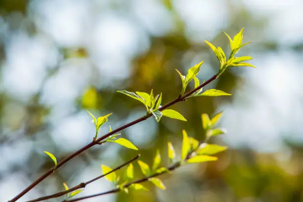 Photo of young leaves on spring tree