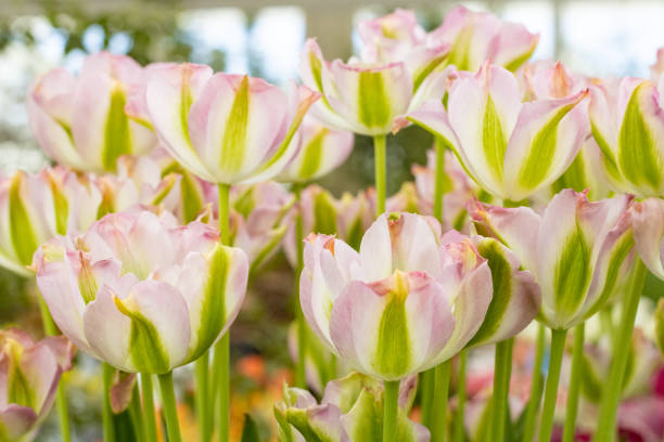 istock Tulip 'Greenland' in London, England 1431912521
