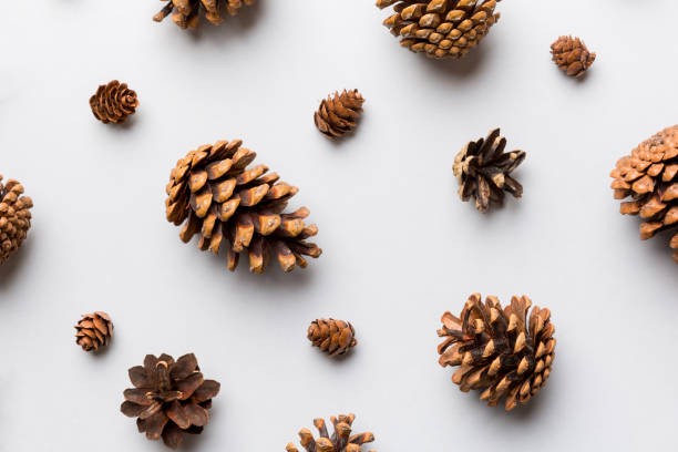 istock pine cones on colored table. natural holiday background with pinecones grouped together. Flat lay. Winter concept 1431912548