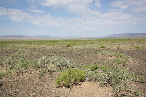 The typical vegetation in the tranquility of the Gobi Desert, Umnugovi province, Mongolia. The soil is basically sandy. The desert has freezing climate during the long winter months from October to April. A number of nomadic families also live out their nomadic lives in the surrounding deserts.