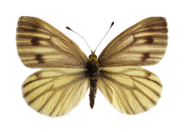 istock Isolated of green-veined white butterfly 1431914007