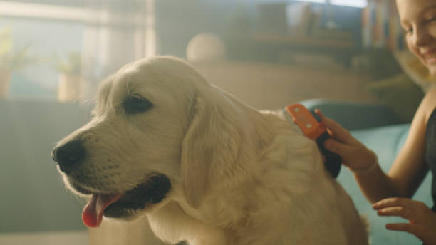 istock Young girl combing dog 1431914053