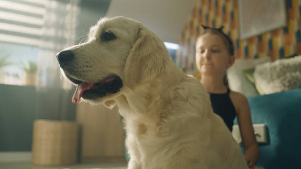 istock Young girl combing dog 1431914416