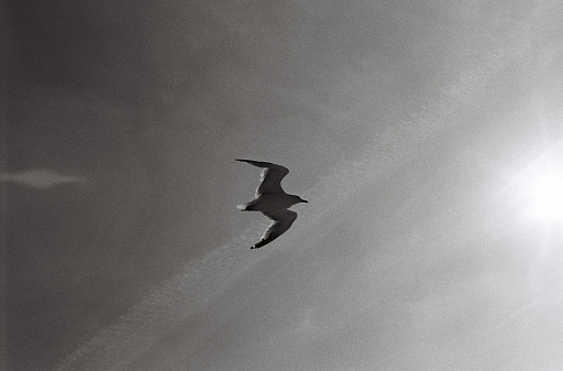 A seagull against a sunny sky, 35mm