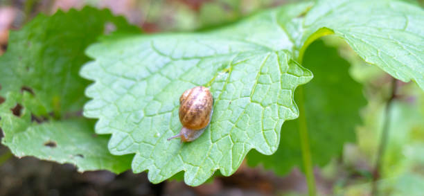 istock Baby snail on the leaf 1431915232