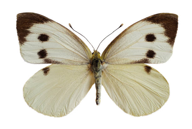 istock Isolated female Large White butterfly 1431915459