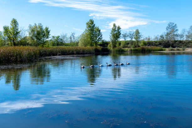 istock Sunny day on a calm river in summer 1431915591