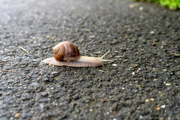 istock Beautiful Snail on the road 1431915655