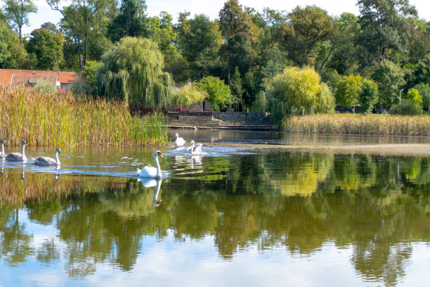 istock White swans are swimming on the lake 1431915659