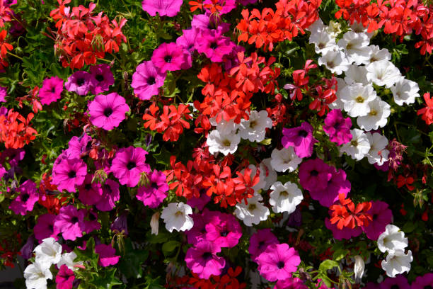 istock Flowering petunia surfinia 1431915683