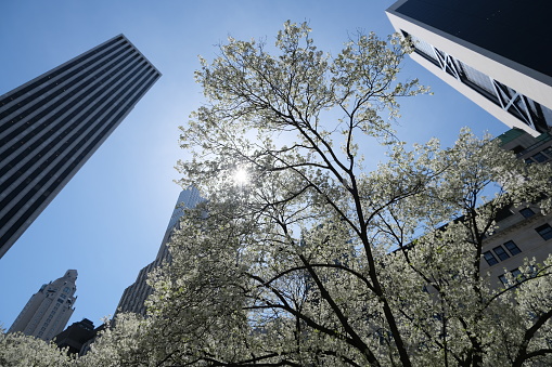 New York Skyscrapers and blooming tree on a sunny day