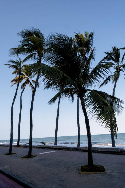istock Boa Viagem beach and avenue 1431916866