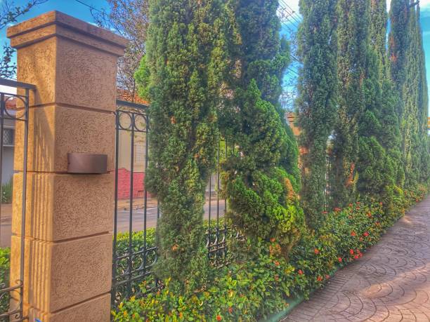 istock Gate column and row of garden cypresses. 1431918062