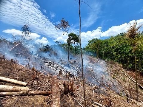 Opening of new farmland by burning wood that has been cut
