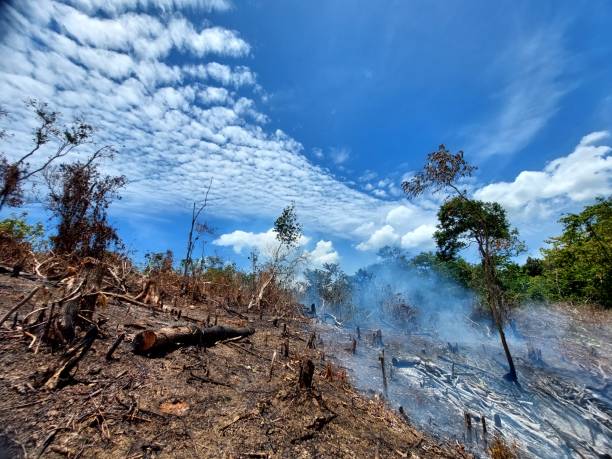 istock Clearing New Land by Burning. Deforestation - Stock Photo 1431918341