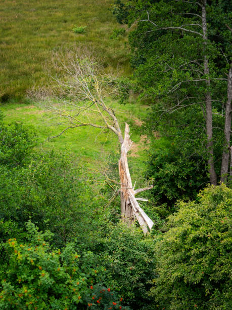 Dode Da Tree 30+ Dode Plant Stock Photos, Pictures & Royalty-Free Images - iStock
