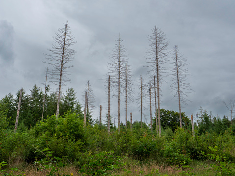 Dode bomen in Drenthe aangetast door de letterzetter (een klein kevertje) en geholpen door de klimaatverandering.