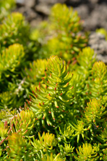 istock Rock stonecrop Angelina 1431919453