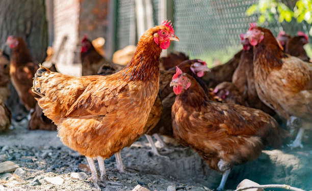 istock Chickens on traditional free range poultry farm 1431919878