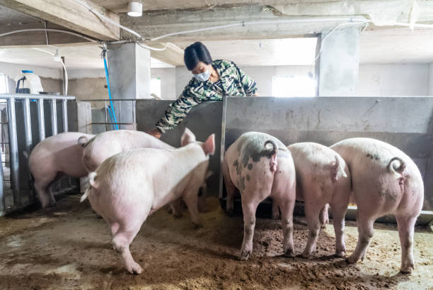 istock Woman work in pig farms 1431920901
