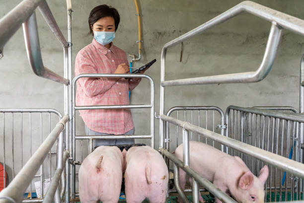 Woman using Digital tablet in Pig farm Woman using Digital tablet in Pig farm pig farmer china stock pictures, royalty-free photos & images