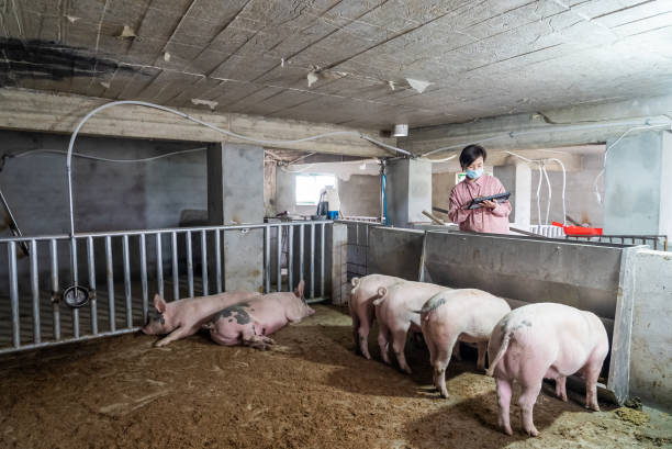 mujer usando tableta digital en granja de cerdos - animal husbandry fotografías e imágenes de stock